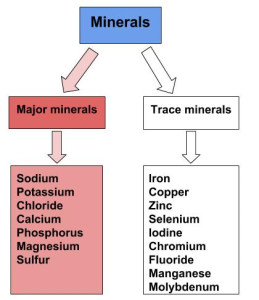 Minerals are classified by the amount the body requires. Major minerals are sodium, potassium, chloride, calcium, phosphorus, magnesium, and sulfur. The rest are minor or trace minerals.