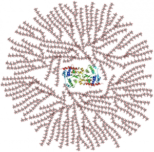 Diagram of a multi-branched glycogen molecule