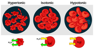 Diagram showing hypertonic, isotonic, and hypotonic solutions with red blood cells. In hypertonic solutions, blood cells shrivel as water is released; in hypotonic solutions, blood cells swell as water enters the cells. Isotonic solutions are homeostatic.