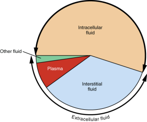 Pie chart depicting the distribution of body water. About 55% is found intracellularly, 40% between cells, 10% as blood plasma, with the rest found throughout the body