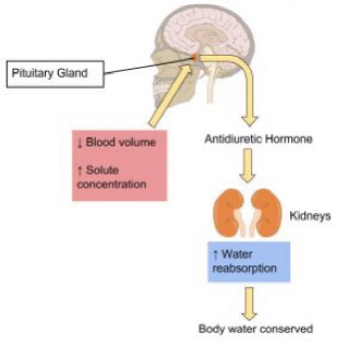 When blood volume drops and/or solute concentration of the blood increases, the pituitary gland releases antidiuretic hormone (ADH). ADH travels to the kidneys, signaling them to reabsorb water instead of releasing it as urine. This raises blood volume and lowers blood solute concentration.