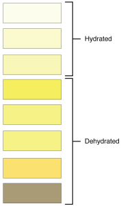 The color of urine can indicate hydration levels. Urine that is very light to light yellow indicates adequate hydration status. As the color of urine darkens, levels of dehydration are indicated.