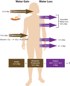 The body gains water primarily through consumption of beverages and food, with a little water generated via metabolic processes. Water loss occurs in urine, feces, skin losses, and breathing.