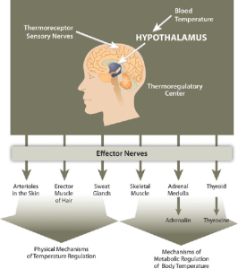 The brain's hypothalamus regulates body temperature. Sensory nerves detect blood temperature. The brain then sends signals through effector nerves to modify body mechanisms to increase or decrease body temperature. These effector nerves affect blood circulation, sweat glands, skeletal muscle, the thyroid gland, and the adrenal medulla.