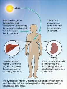 Vitamin D is ingested through food and supplements, absorbed by the intestines, and carried to the liver via the bloodstream and is manufactured in the skin when it is exposed to sunlight. Once in the liver, vitamin D turns into 25(OH)D (calcidiol), the primary form of circulating vitamin D. Circulating vitamin D travels to the kidneys where it is transformed into calcitriol, a biologically active form of vitamin D.
