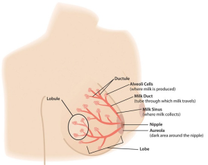 Diagram of a breast showing how the milk duct system is distributed. Alveoli cells where milk is produced are connected by small ductules to a milk duct leading to a milk sinus. The areola surrounds the nipple, where the infant latches on for feeding