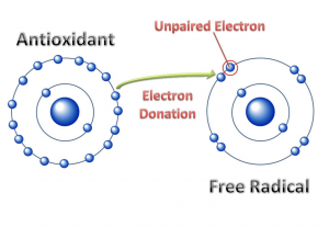 Diagram showing a free radical with an unpaired electron. An antioxidant donates one of it's electrons to the free radical.