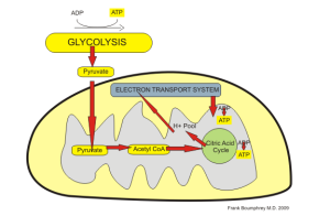 At the end of glycolysis in the cytoplasm of cells pyruvate is created. The pyruvate can be shuttled into the mitochondria to be further metabolized in the Kreb's (citric acid) cycle and the electron transport chain.