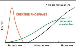 Creatine phosphate provides for the first several seconds of muscle contraction, anaerobic processes begin a few seconds into the exercise bout and peak about 1.5 minutes into exercise, aerobic metabolism begins about 30 seconds to one minute and continues until the bout ends.