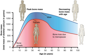 Males tend to have higher bone densities than females at their peak around age 30. There is decreasing bone mass with age, and women in particular tend to lose bone mass more quickly after menopause in their 50s.