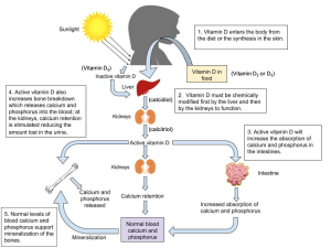 Several organs are involved in activating vitamin D in the body. Vit D3 from food or the sun is inactive. It is first chemically altered in the liver, and the final activation occurs in the kidneys.
