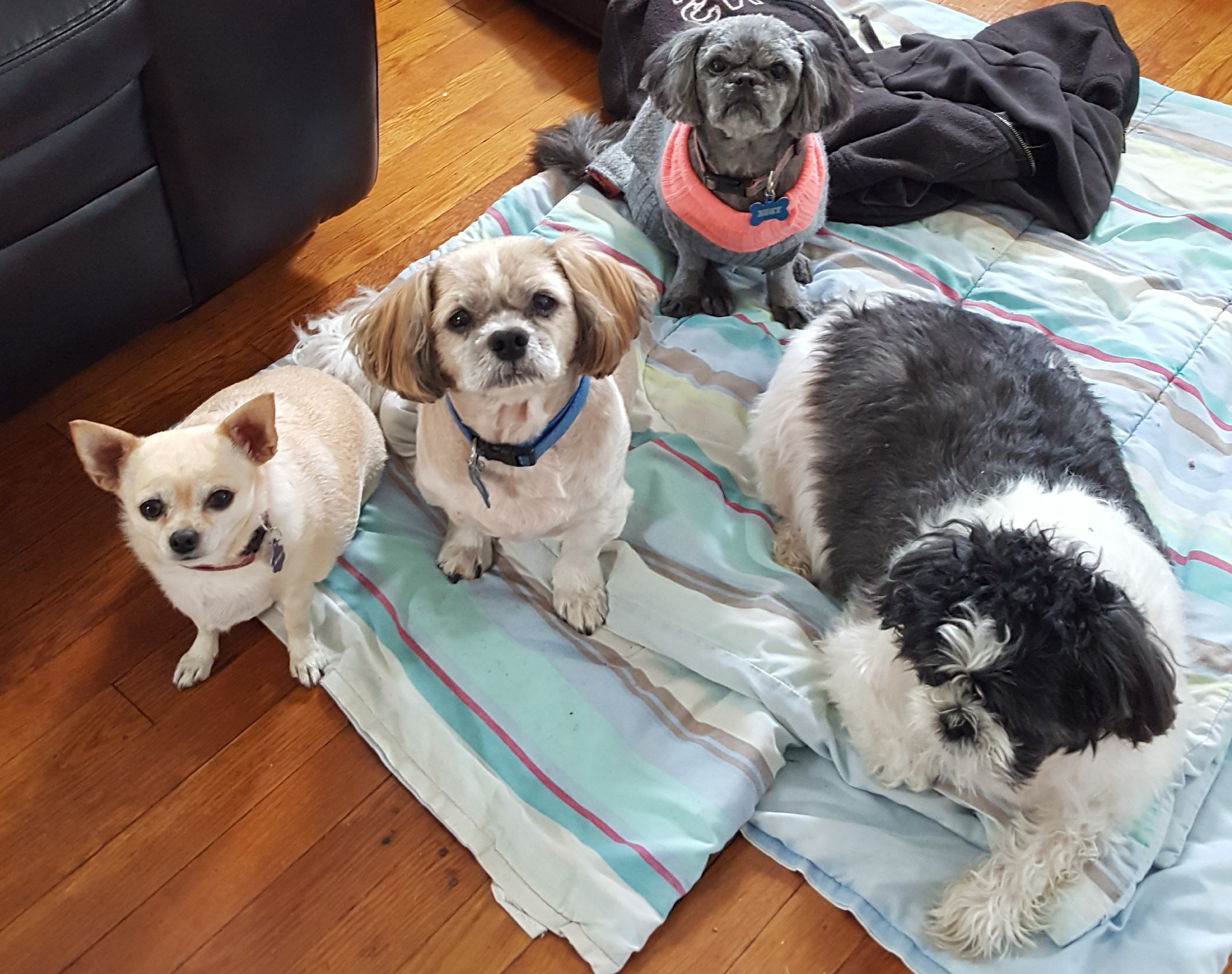 Modern Artistic Take on groups of Roman citizens gathering to listen to Politicians. The four dogs, from left to right: a blonde chihuahua, blonde shih-tzu, black shih-tzu, and black and white shih-tzu, are sitting on a striped-blue blanket, looking up at unseen photographer. The unseen photographer represents the vast amount of politicians over the course of Roman history. The dogs represent the ordinary Roman citizens listening to the orator, waiting to see if they will give the orator their nod of approval.