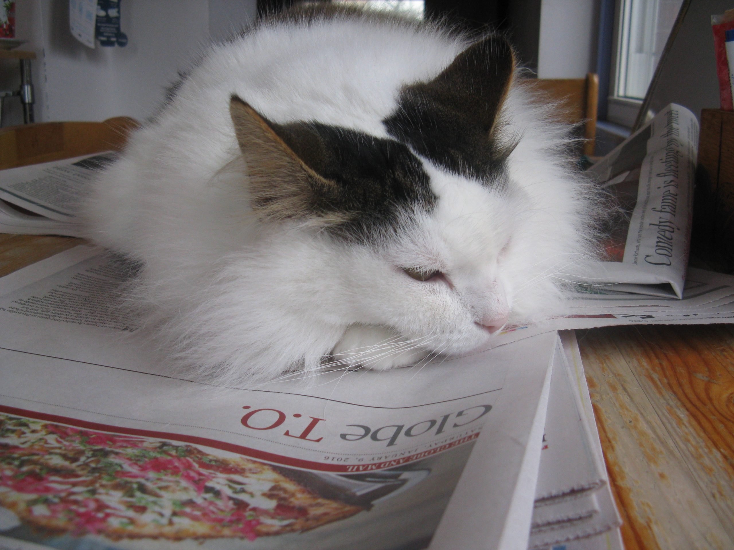 Black and white cat sleeps on top of a magazine.