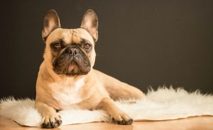 Tan frenchie with black face features posing on white fuzzy rug