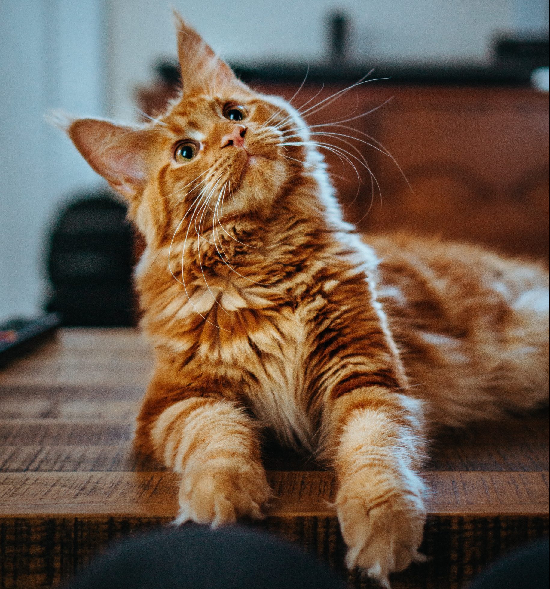 Fluffy orange cat, looking up
