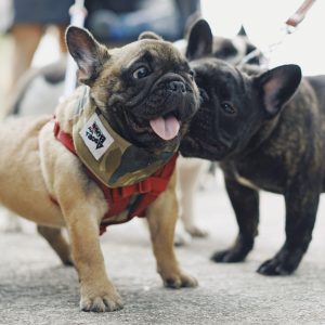 two frenchies playfully fighting