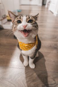 A brown tabby cat wearing an orange scarf, sitting on a wooden floor while smiling at the camera.