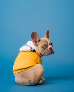 Adorable gray frenchie looking back in yellow dog sweater