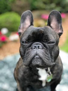 Black merle French bulldog giving a "are you serious" face