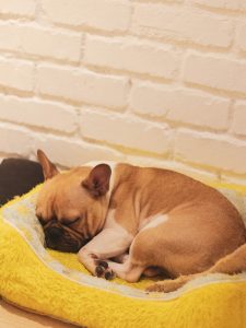 Tan frenchie sleeping adorable on yellow pet bed
