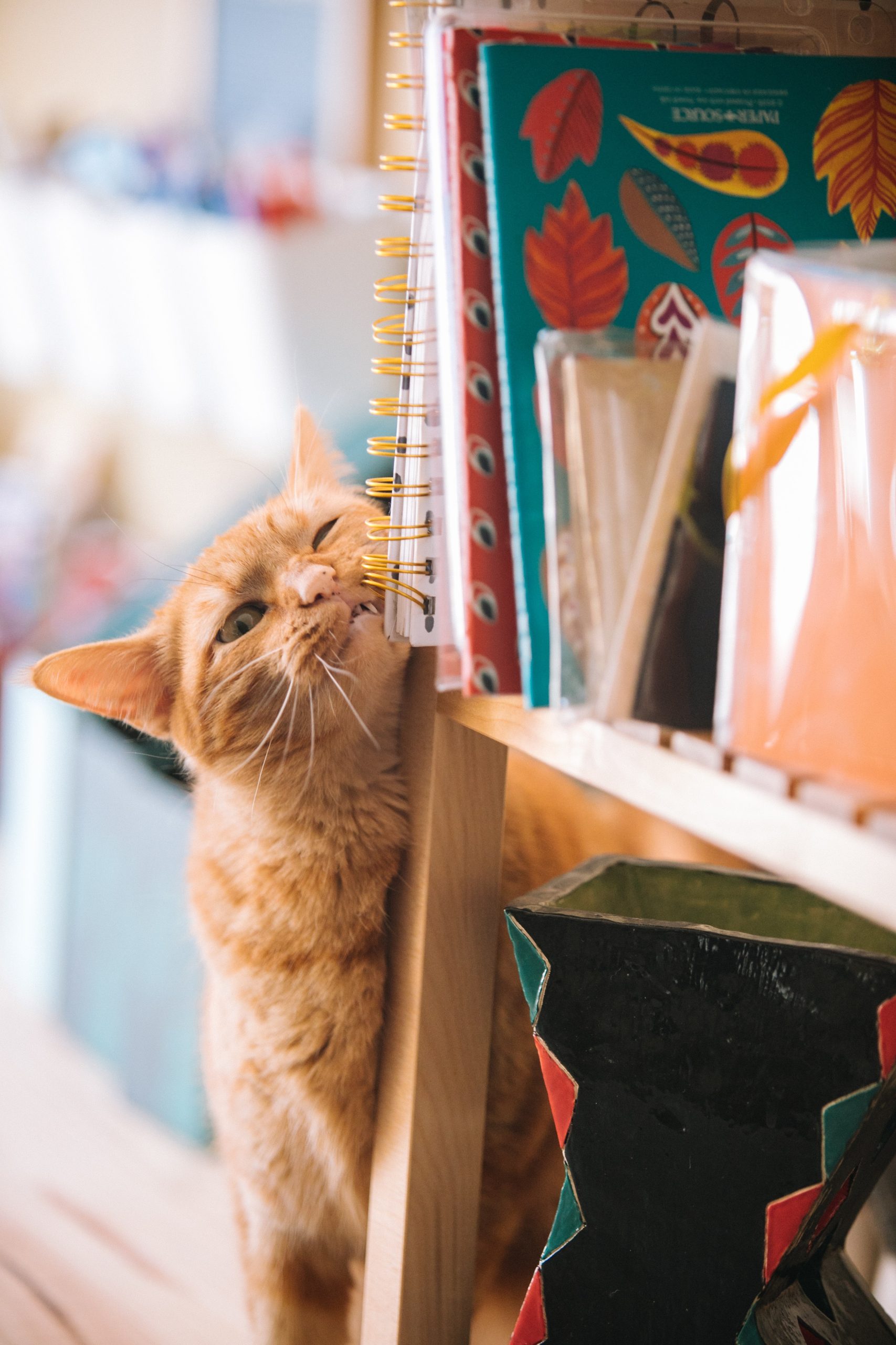 Orange tabby cat rubbing his face on a book shelf.