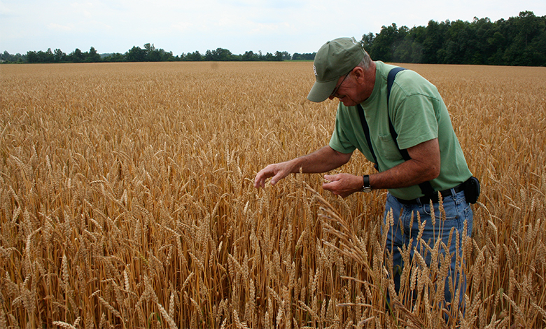 A photograph of a man in a wheat field.