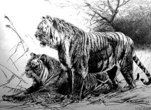 A 19th century photograph of Caspian Tigers