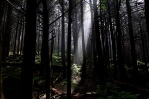 Tall trees in a dark forest with a ray of sunlight shining through.