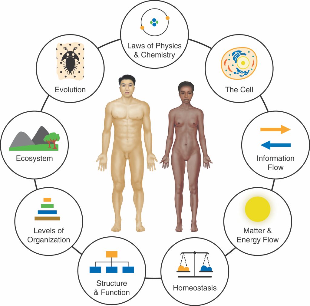A diagram showing the 8 big picture ideas in biology with a male and female human centered in the diagram.