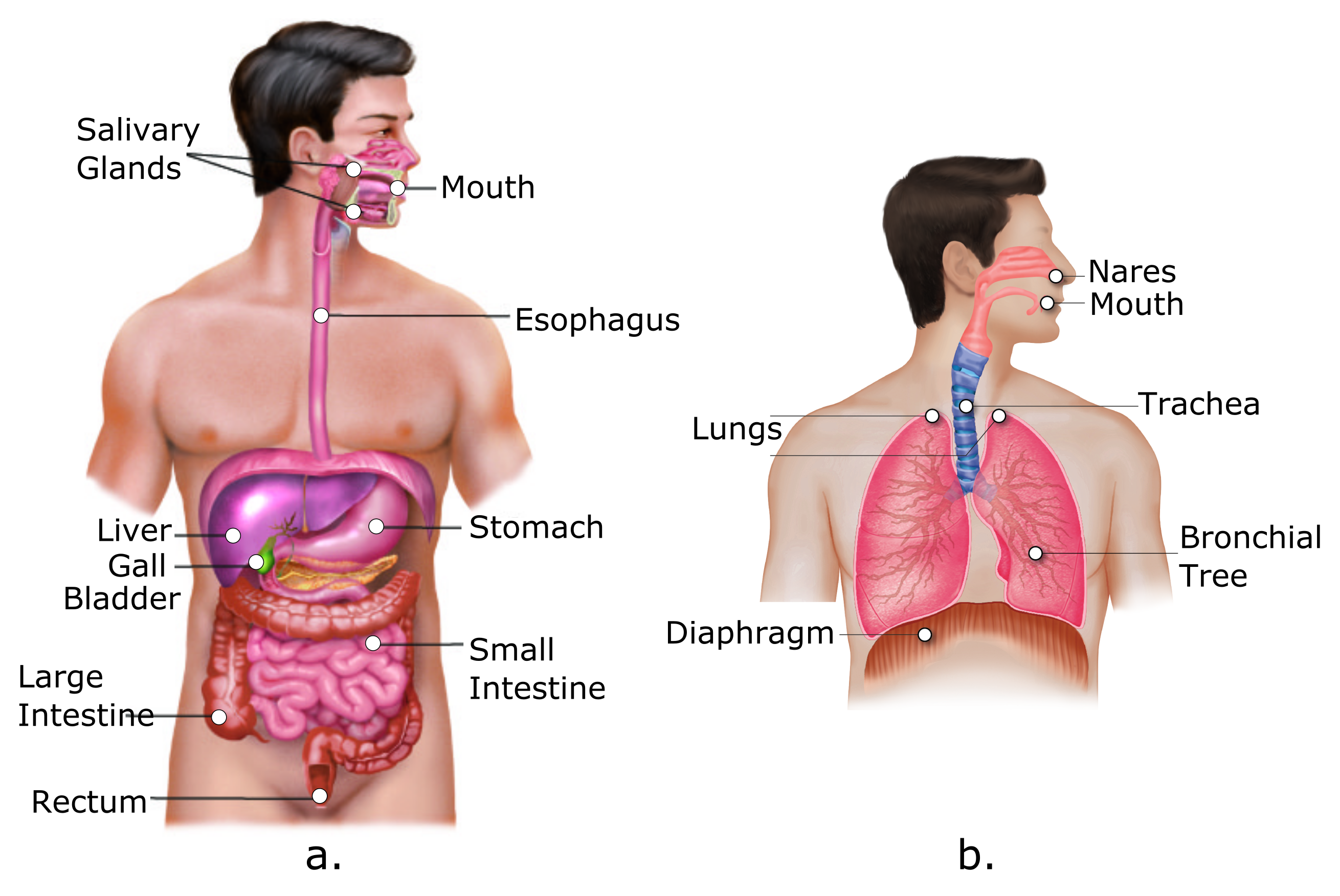 Diagram of the Digestive and Respiratory Systems