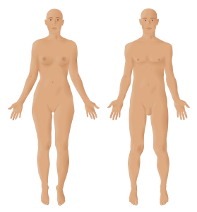 illustration of the human body, female (left) male (right), viewed from thefront