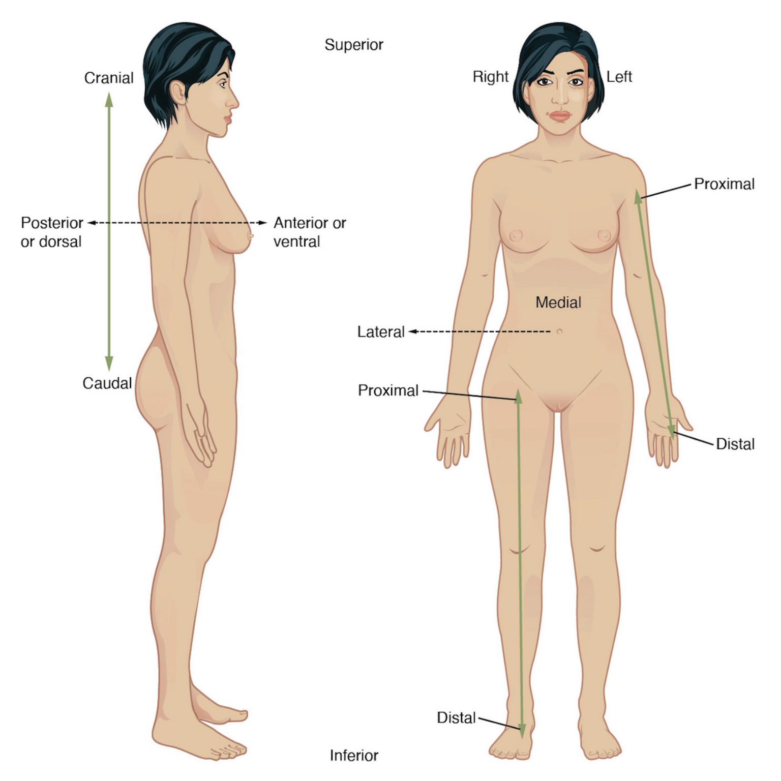 Paired directional terms are shown as applied to the human body. he cranial-caudal arrow runs vertically behind the torso and lower abdomen. The cranial arrow is pointing toward the head, while the caudal arrow is pointing toward the tailbone. The posterior/anterior arrow runs horizontally through the back and chest. The posterior or dorsal arrow points toward the back, while the anterior or ventral arrow points toward the abdomen. On the anterior view, the proximal/distal arrow is on the right arm. The proximal arrow points up toward the shoulder, while the distal arrow points down toward the hand. Medial to lateral is shown by a horizontal arrow on the abdomen. Medial structures are toward the midline of the body.  Left and right are reversed if you examine the figure from the anterior view.