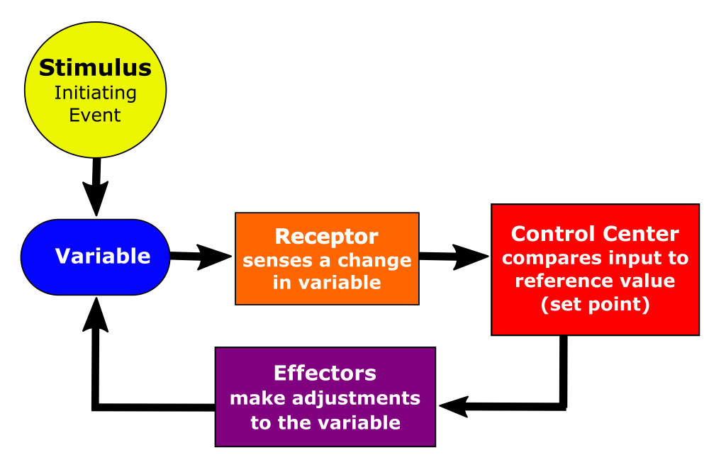 A flow diagram showing the terms used to describe different components of feedback loops. In order: an initiation event influences a variable. The variable results in a function, but also sends a signal to a receptor. The receptor is the first component of the feedback loop. Information then flows from the receptor to a control center. The control center compares the signal with the set point and incorporates it with the information from the receptor to send new information to an effector. The effector then influences the initial variable, and the process is continued, with the variable then interacting with a receptor and resulting in an external function.
