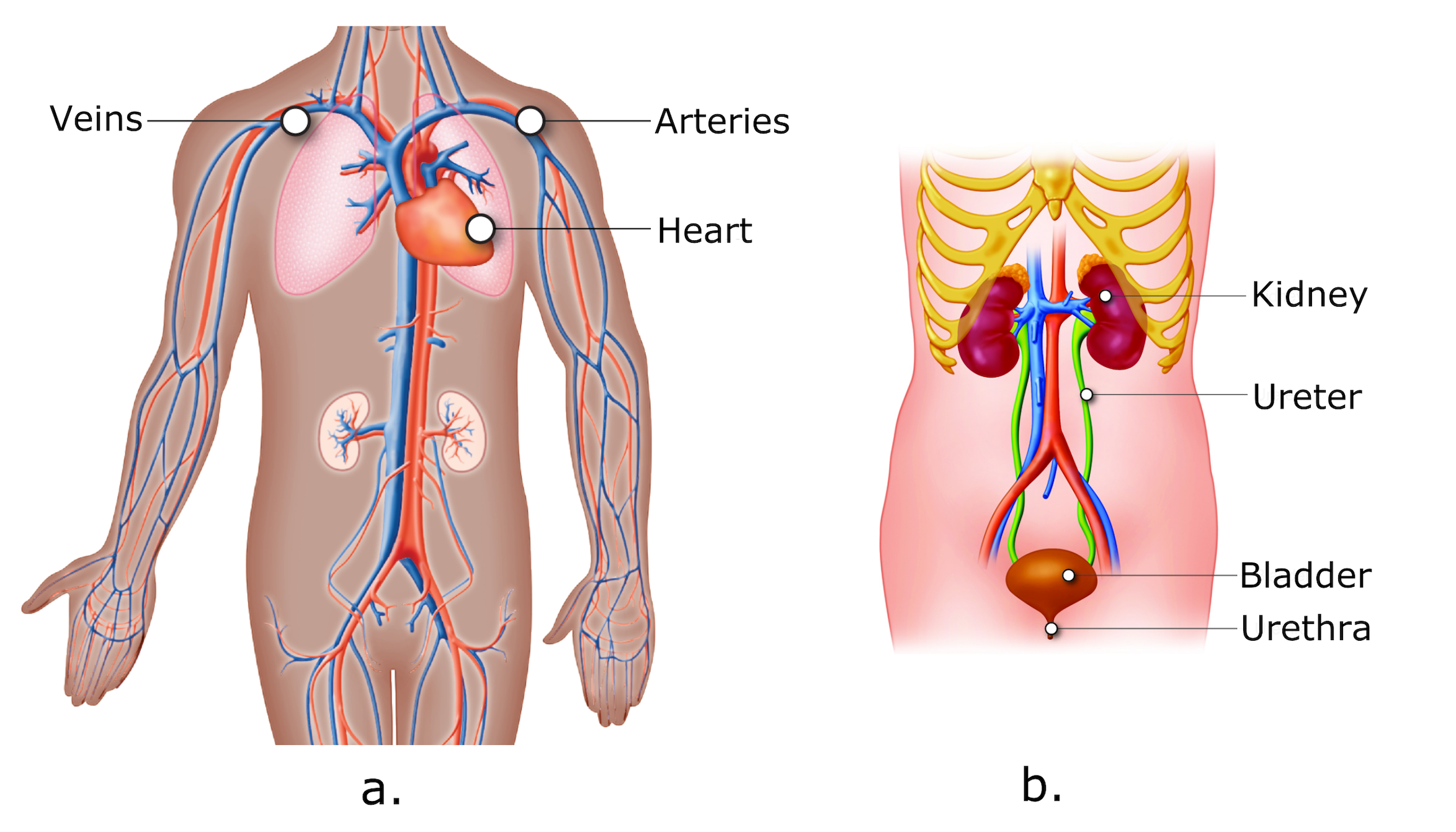 Labeled diagrams of the cardiovascular and urinary systems