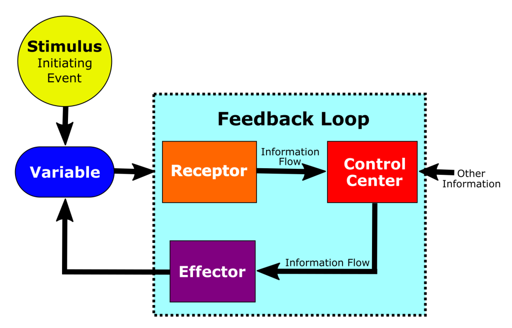 A flow diagram showing the terms used to describe different components of feedback loops. In order: an initiation event influences a variable. The variable results in a function, but also sends a signal to a receptor. The receptor is the first component of the feedback loop. Information then flows from the receptor to a control center. The control center receives information from other sources and incorporates it with the information from the receptor to send new information to an effector. The effector then influences the initial variable, and the process is continued, with the variable then interacting with a receptor and resulting in an external function.