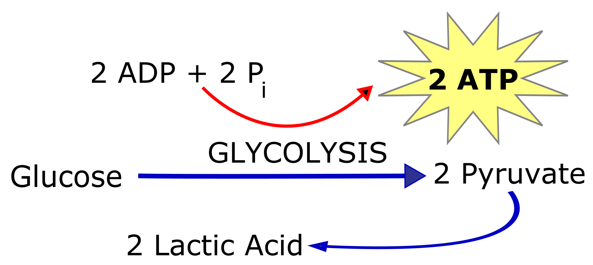 Image shows lactic acid fermation where a molecule of glucose is broken into 2 pyruvate molecules that are metabolized into lactic acid, producing 2 ATP in the process.