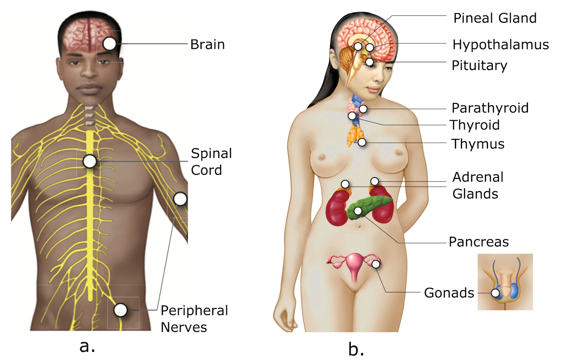 Labeled drawings of the nervous and endocrine systems