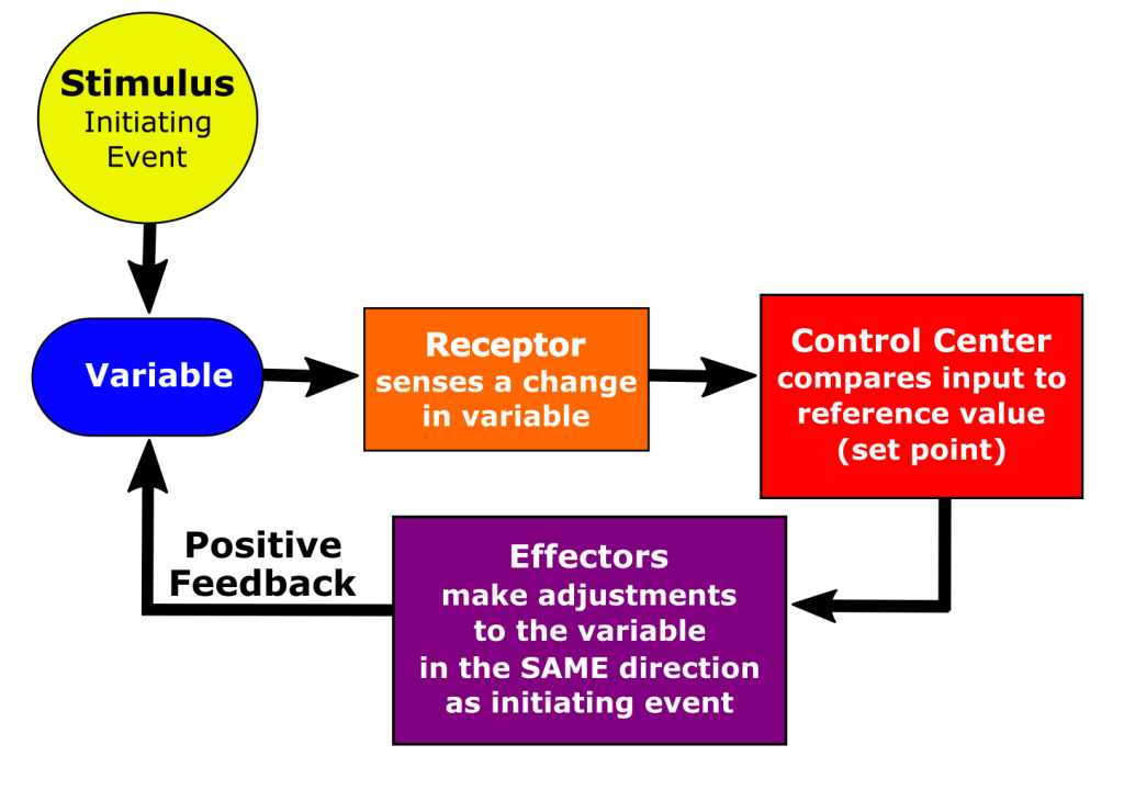 The same flow diagram as previously shown, but it is specified that positive feedback is sent from the effector to the variable.