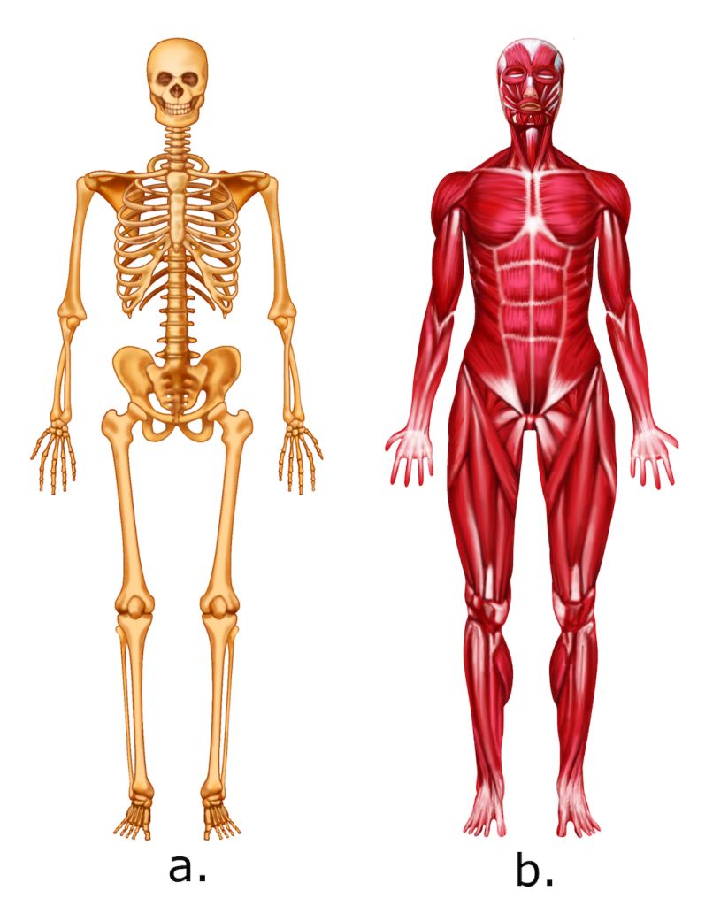 Diagrams of the Skeletal and Muscular Systems
