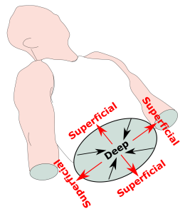 Anatomical Terminology: Developing a Common Language โ Human Biology Biology Diagrams