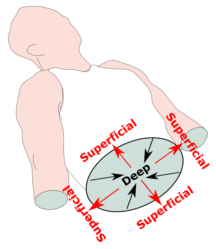 Torso cut in cross-section with a label reading "deep" in the middle of torso and superficial around the edges of the transverse section.