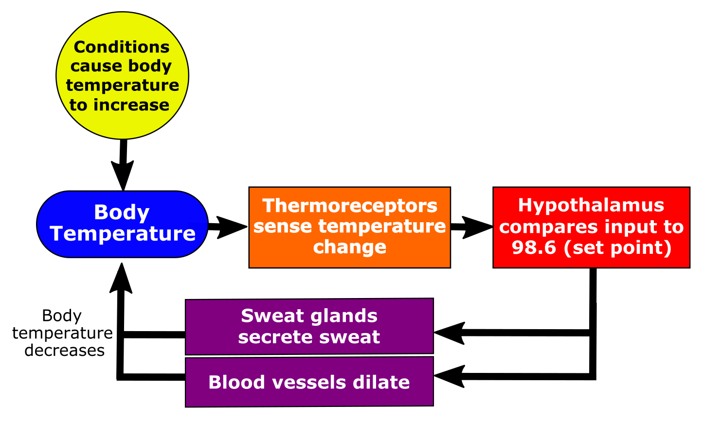 The feedback loop involved in thermoregulation. The components of the feedback loop are in the following order and each component communicates with the next in some way (as a hormonal signal or electrical impulse): Conditions cause body temperature to decrease. This affects body temperature and the change in body temperature is sensed by thermoreceptors. The hypothalamus compares information from the thermoreceptors with the set point. The hypothalamus then communicates with effectors to trigger muscles to shiver and/or for blood vessels to constrict (blood vessels that are closer to the skin surface). Body temperature increases as a result of these effectors and the cycle is repeated until the ideal internal condition is reached.