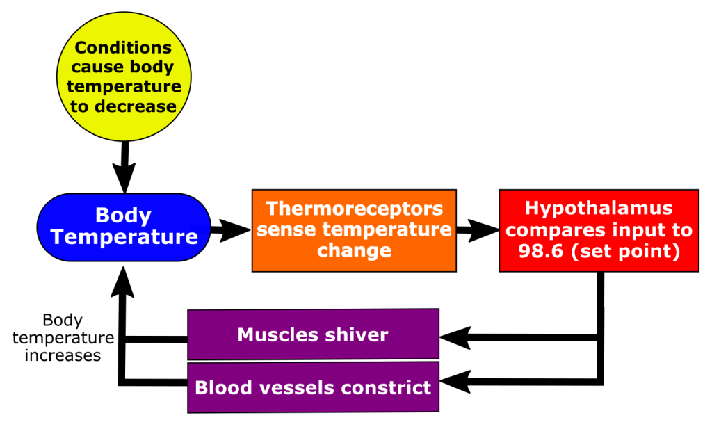 Homeostasis And The Human Body – Human Biology