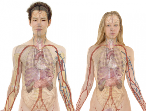 Diagram of a male and female with their internal organs and blood vessels visible.