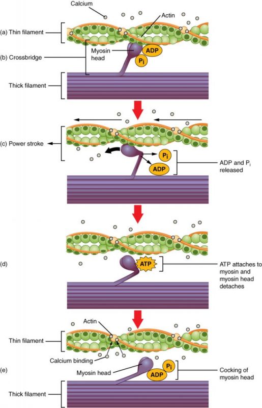 Illustration shows two actin filaments coiled with tropomyosin in a helix, sitting beside a myosin filament. Each actin filament is made of round actin subunits linked in a chain. A bulbous myosin head with ADP and Pi attached sticks up from the myosin filament. The contraction cycle begins when calcium binds to the actin filament, allowing the myosin head to from a cross-bridge. During the power stroke, the myosin head bends and ADP and phosphate are released. As a result, the actin filament moves relative to the myosin filament. A new molecule of ATP binds to the myosin head, causing it to detach. The ATP hydrolyzes to ADP and Pi, returning the myosin head to the cocked position.