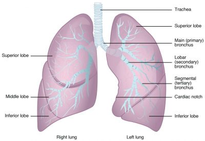 This figure shows the structure of the lungs with the major parts labeled.