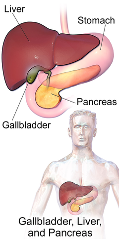This diagram shows the accessory organs of the digestive system. The liver, spleen, pancreas, gallbladder and their major parts are shown.