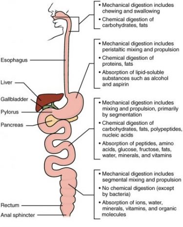This image shows the human digestive system. Next to each organ, a text callout identifies how water and digestive secretions such as saliva and bile are processed.