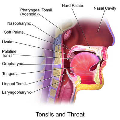 Lymphoid tissues called tonsils ring the oral cavity.