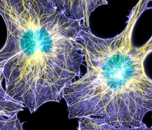 Using special technology, biologists can capture images of living cells. The yellow and blue fibers in these cells are made of proteins and the green circles in the middle are nuclei (singular: nucleus), which hold the cell’s DNA. Image by: Torsten Wittmann, NIGMS Image Gallery.